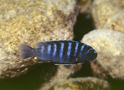 Pseudotropheus sp. 'minutus tanzania' Lupingu